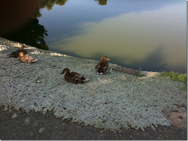Duck Pond (1)