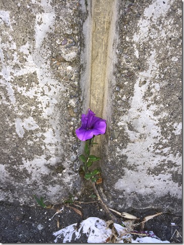 Wall flower (2)