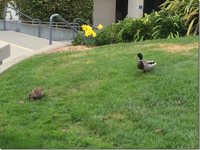 SF State Ducks (2)